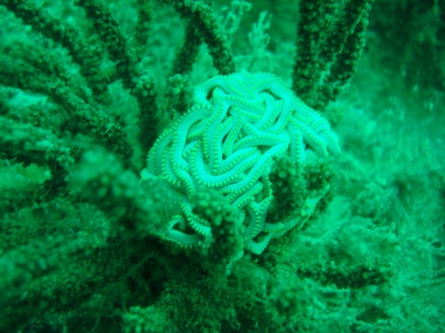 estrella cesta